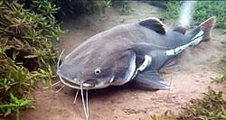 Catfish
