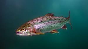 Trout
