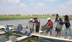 Guaranteed return on investment for fish farmers